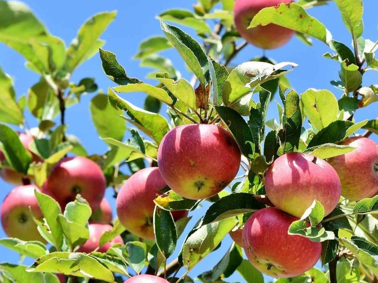 Cider Apple (Dabinett) Questions & Answers